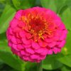 Pink Zinnia Flower paint by numbers