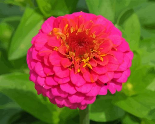 Pink Zinnia Flower paint by numbers