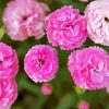 Beautiful Pink Carnations paint by numbers