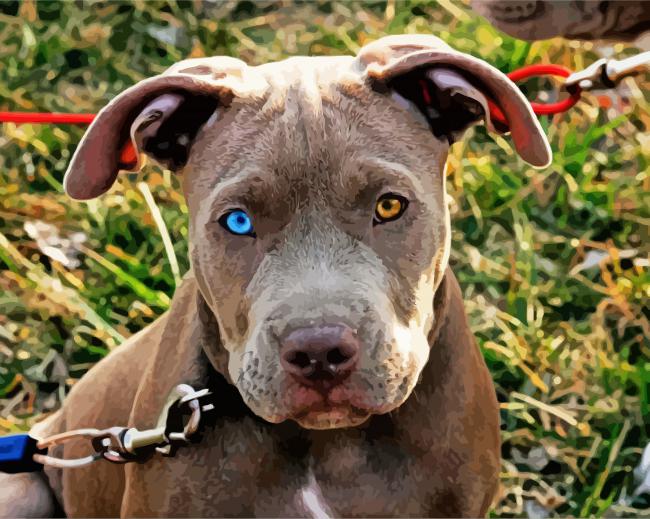 Pitbull With Heterochromia paint by numbers