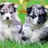 Pomsky Puppies paint by numbers