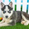 Pomsky Puppy With Blue Eyes paint by numbers