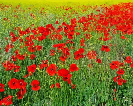 Poppies Meadow paint by numbers