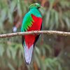 Quetzal Bird On Stick paint by numbers