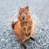 Cute Quokka Animal paint by numbers