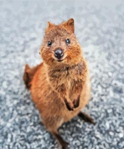 Cute Quokka Animal paint by numbers