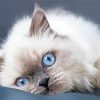 Ragdoll With Blue Eyes paint by numbers
