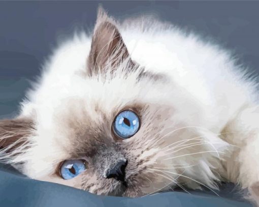 Ragdoll With Blue Eyes paint by numbers