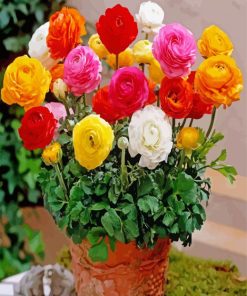 Ranunculus Flowers In Pot paint by numbers