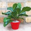 Fiddle Leaf Fig Plant paint by numbers