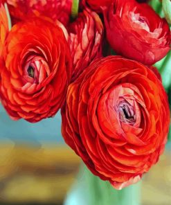 Red Ranunculus paint by numbers
