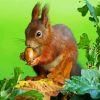 Red Squirrel Eating Acorn paint by numbers