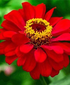 Beautiful Red Zinnia paint by numbers