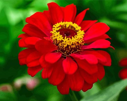 Beautiful Red Zinnia paint by numbers