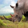 Rhinoceros Animal paint by numbers