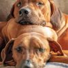 Ridgeback Puppies Dogs paint by numbers