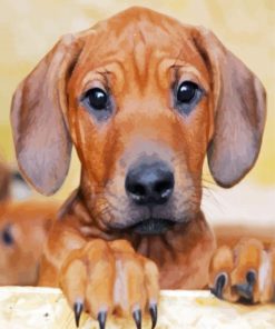 Ridgeback Puppy paint by numbers