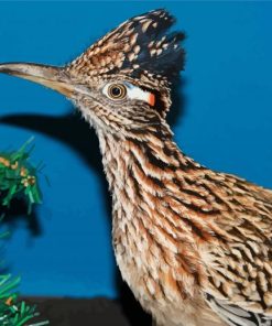 Adorable Roadrunner paint by numbers