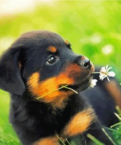 Rottweiler Dog Puppy paint by numbers