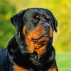 Rottweiler Dog paint by numbers