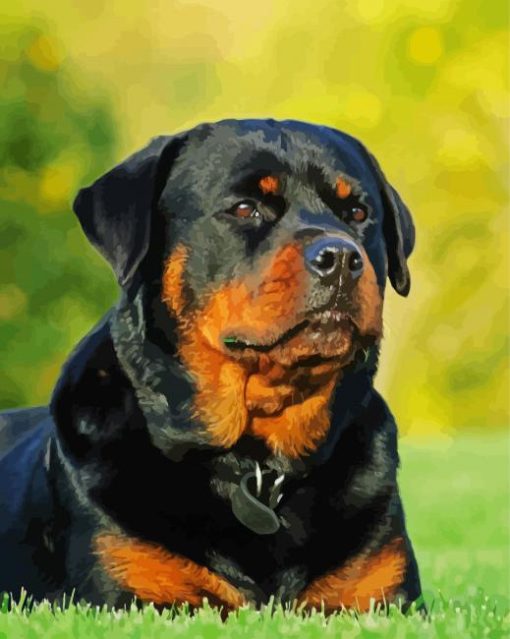 Rottweiler Dog paint by numbers