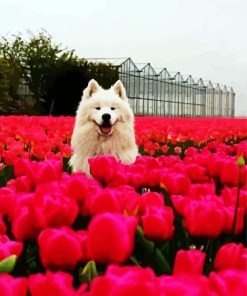 Samoyed Dog Between Flowers paint by numbers