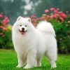 Adorable White Samoyed Dog paint by numbers