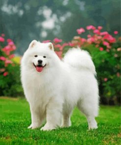 Adorable White Samoyed Dog paint by numbers