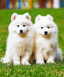 Cute Samoyed Puppies paint by numbers