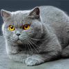 Cute Scottish Fold Cat paint by numbers