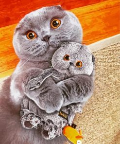 Adorable Scottish Fold Cat paint by numbers