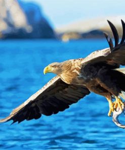 Sea Eagle Catching Fish paint by numbers