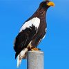 Sea Eagle Bird paint by numbers