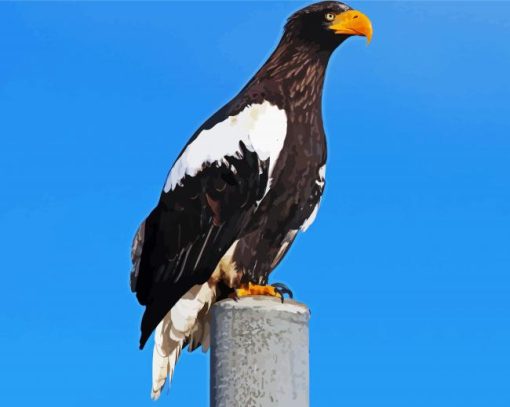 Sea Eagle Bird paint by numbers