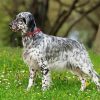 Aesthetic Setter Dog paint by numbers