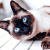 Siamese Cat Animal paint by numbers