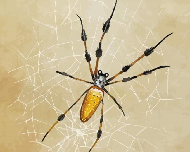 Spider Insect Art paint by numbers