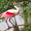 Spoonbill On Stick paint by numbers