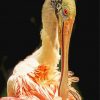 Spoonbill Bird paint by numbers