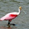 Spoonbill Bird In Water paint by numbers