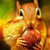 Squirrel Eating Acorn paint by numbers