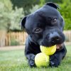 Staffordshire Bull Terrier With Tennis Ball paint by numbers