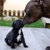Staffordshire Bull Terrier And Puppy paint by numbers