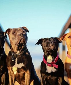 Staffordshire Bull Terrier Dogs paint by numbers