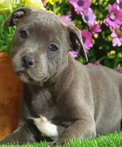 Adorable Staffy Puppy paint by numbers