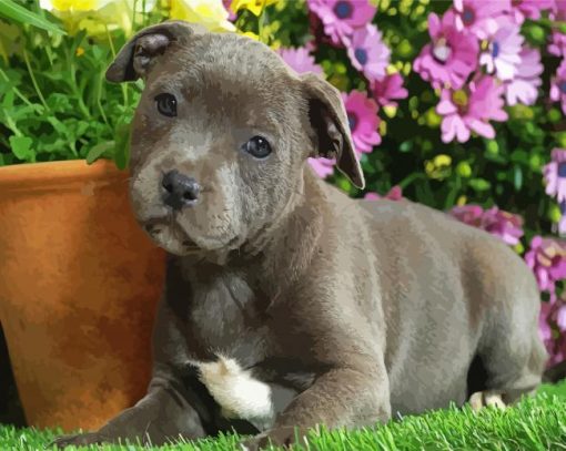 Adorable Staffy Puppy paint by numbers