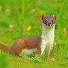Stoat Animal paint by numbers