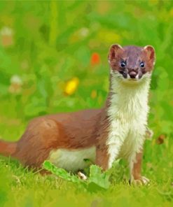 Stoat Animal paint by numbers
