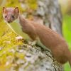 Cute Stoat Animal paint by numbers