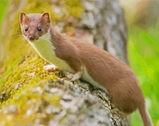 Cute Stoat Animal paint by numbers